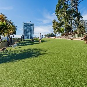 People and dogs at Lafayette Dog Play Area