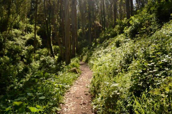 Trail through dense foliage and tall trees