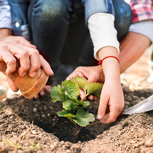 general garden photo