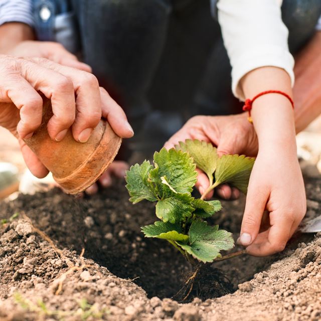community gardens general aaaa