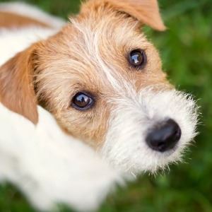Yellow and white dog looking up