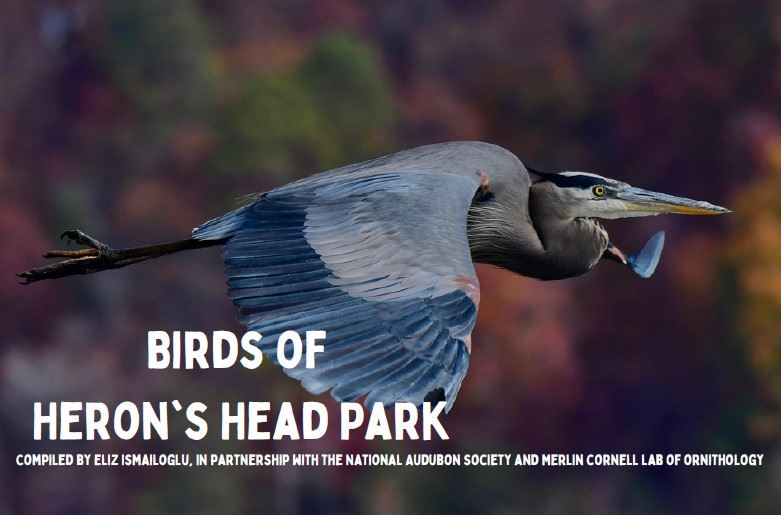 Birds of Heron Head Park thumbnail Opens in new window