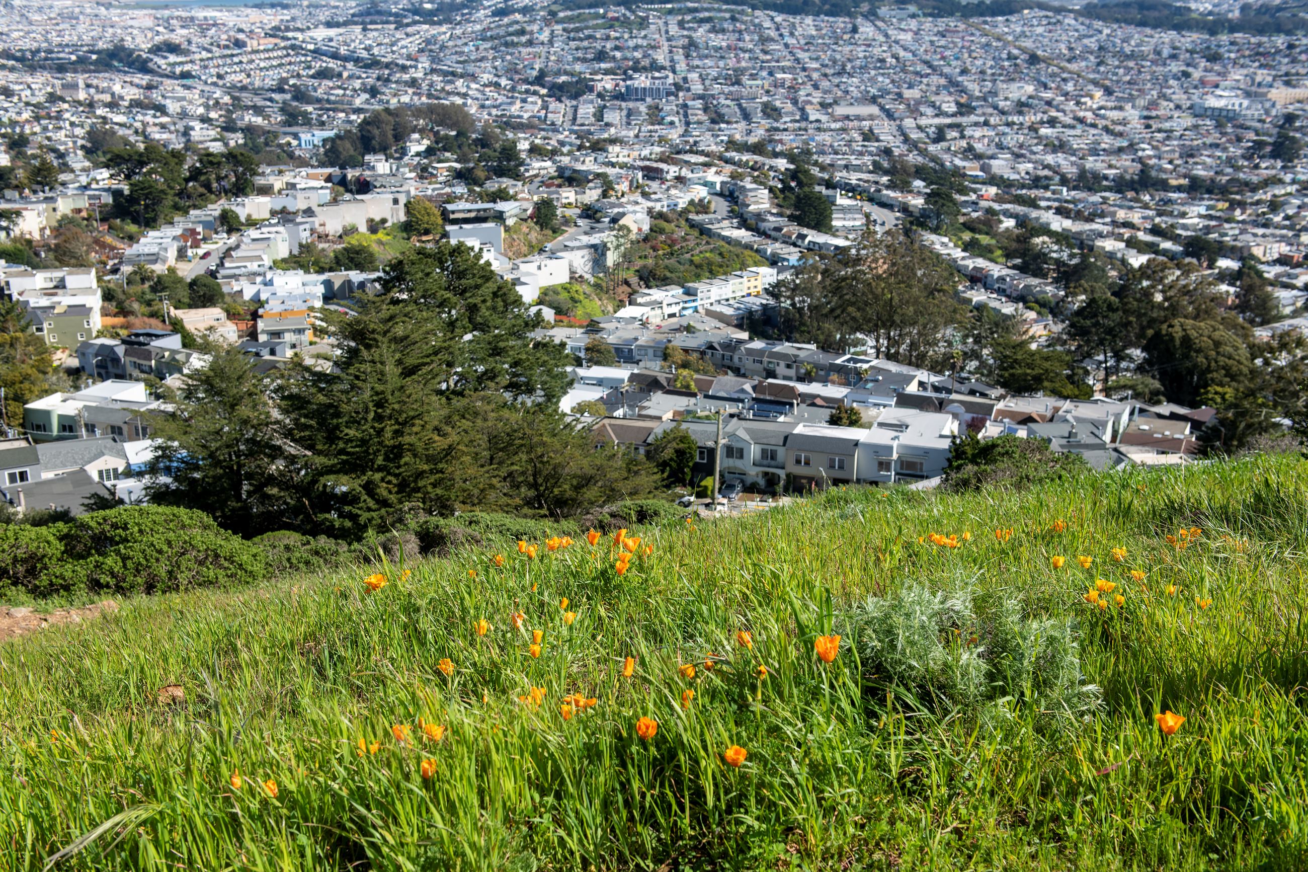 NRD_Mount Davidson Native Plant and Natural History Walk_43