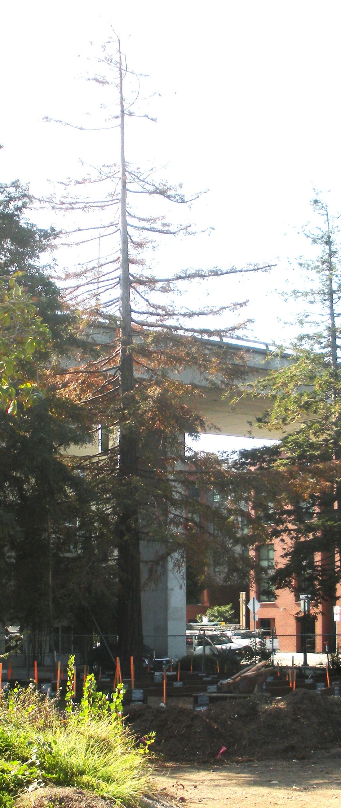 Photo of tree to be removed after November 28 2023