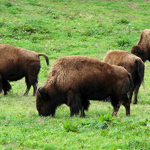 bison grazing