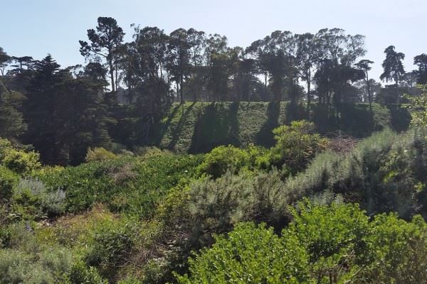 Trees and rolling hills